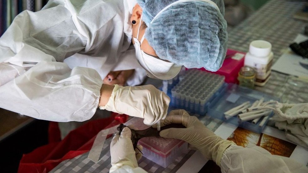 Os cientistas procuram potenciais causadores de uma próxima pandemia para combatê-los com antecedência — Foto: Getty Images via BBC