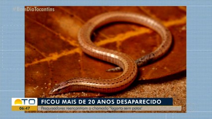 Pesquisadores reencontram espécie de lagarto que ficou desaparecido por mais de 20 anos
