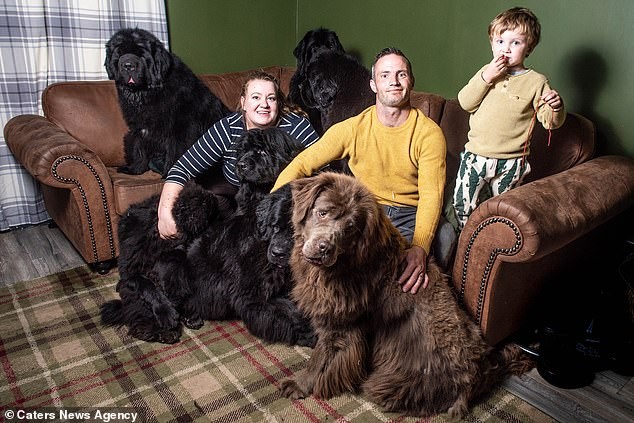 Família tem 7 cães da raça Terra Nova (Foto: Reprodução/Daily Mail)