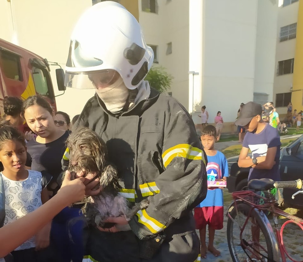 Cão foi resgatado de apartamento que pegava fogo em Caucaia — Foto: Corpo de Bombeiros/Divulgação