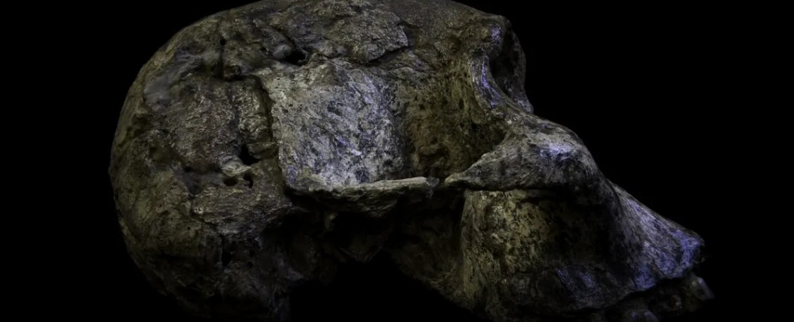 Crânio de um Australopithecus africanus (Foto: Luca Fiorenza/Monash University)