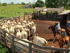 Circuito sobre pecuária de corte começa em março em Cuiabá (MT)