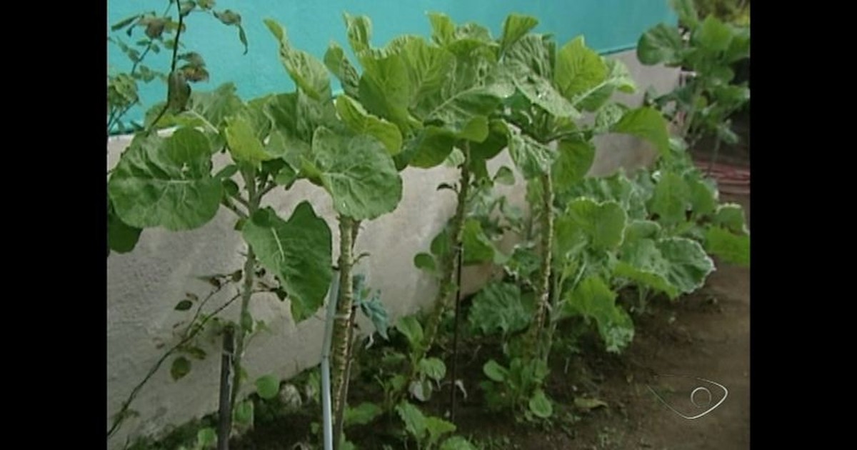 G1 - Pés de couve com 4 metros de altura chamam atenção no ES ...
