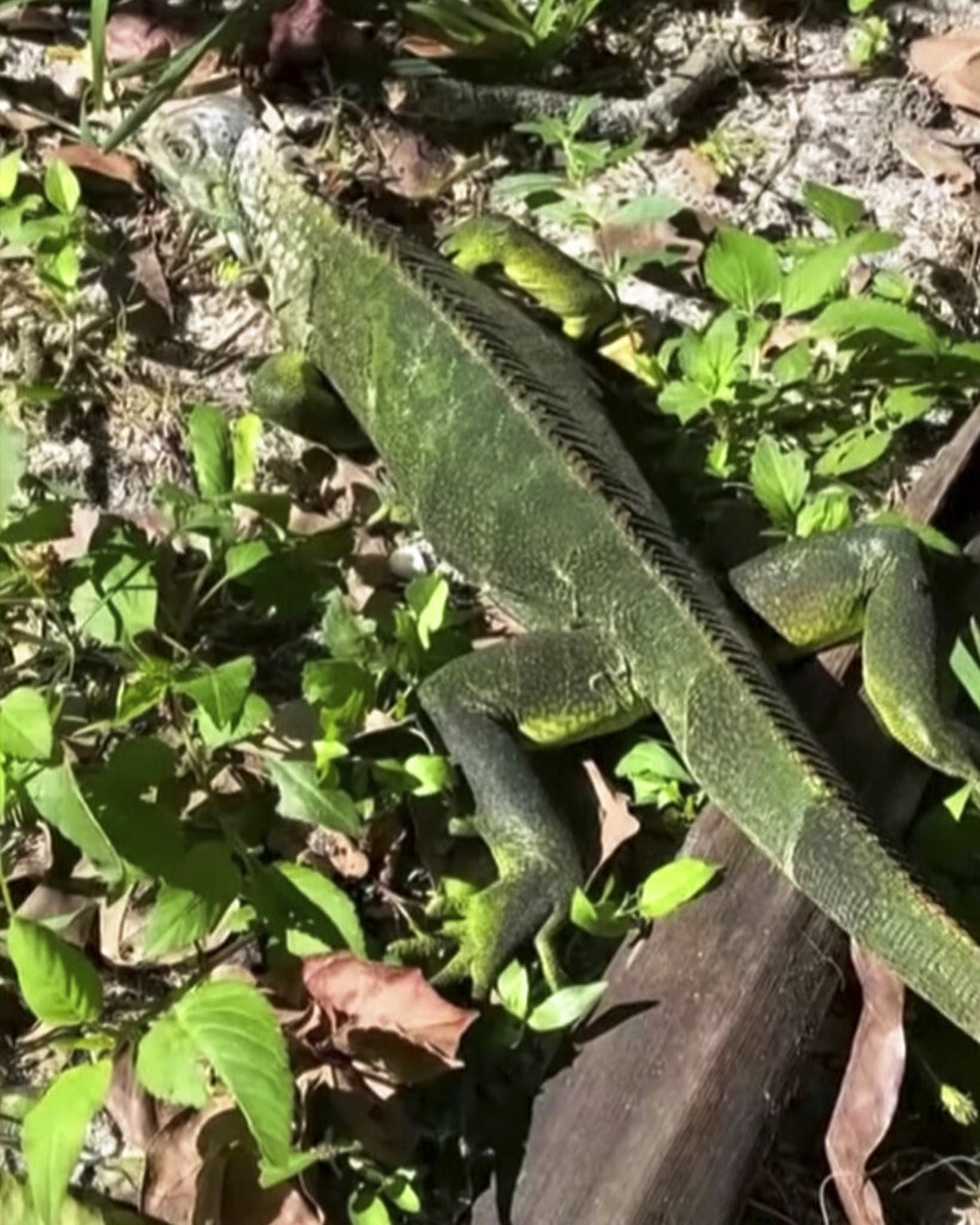 Iguana no chão na Flórida se recupera das baixas temperaturas — Foto: Stacy Lopiano via AP