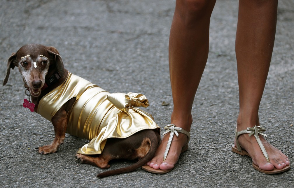Blocão saiu pelas ruas do Rio com os foliões levando seus cachorros para pular carnaval — Foto: Sergio Moraes/Reuters