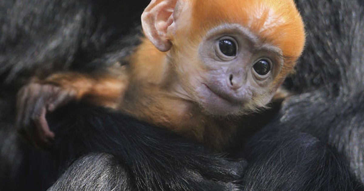 Fanpage do Centro Nacional de Primatas - Cenp - Raro filhote #albino de  macaco da espécie Chlorocebus pygerythrus é fotografado em parque na  África do Sul.  O #albinismo (do latim albus-branco)