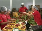 Produtores de frutas de SP trabalham dobrado para dar conta dos pedidos