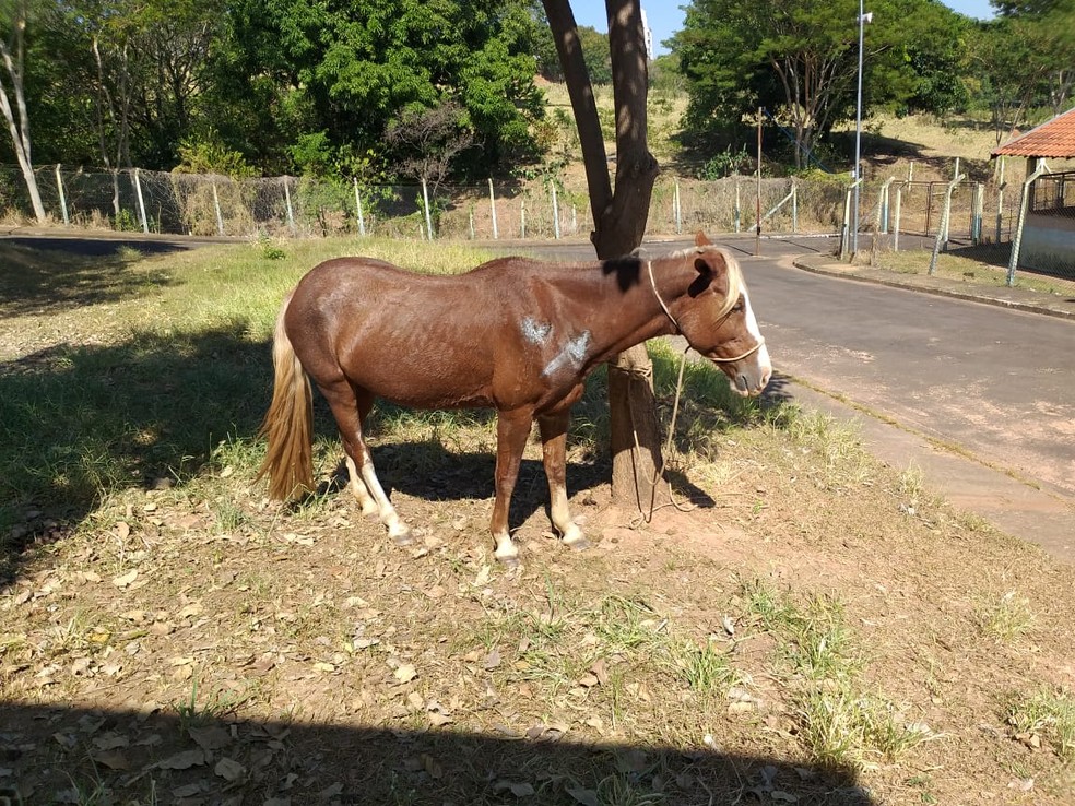 Égua que caiu dentro de cozinha está apreendida no Centro de Controle de Zoonoses de Presidente Prudente — Foto: Heloise Hamada/G1
