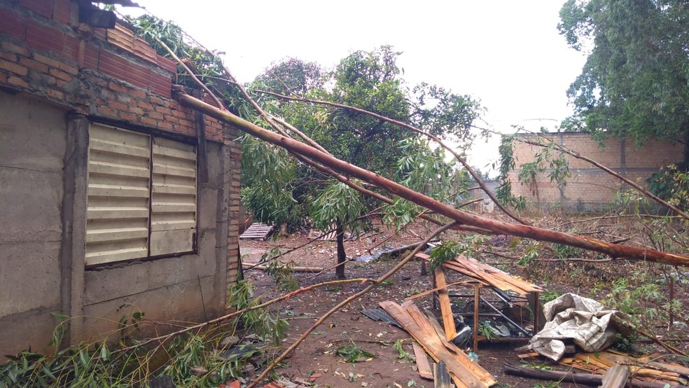 Em Lagoa da Prata uma árvore caiu sobre uma casa; não houve feridos  — Foto: Defesa Civil/Divulgação 