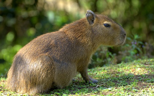 Capivara – Wikipédia, a enciclopédia livre