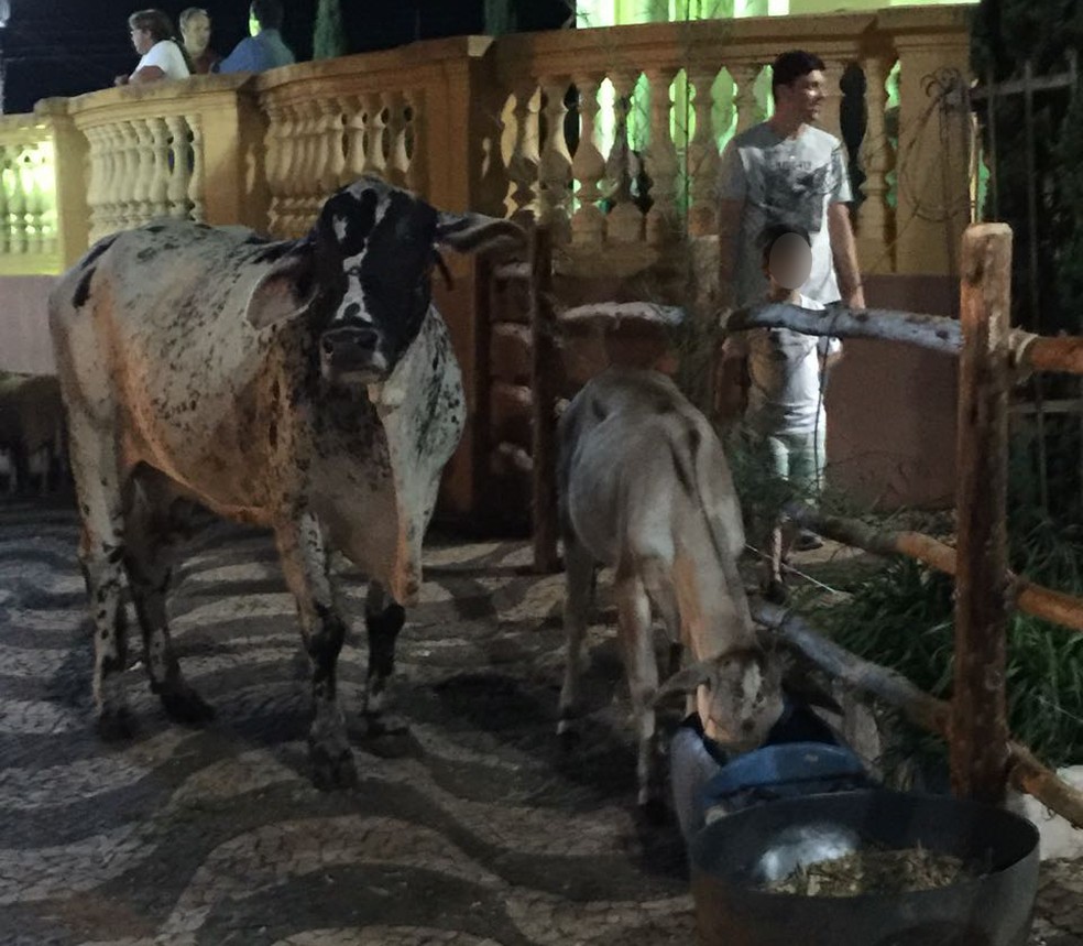 Prefeitura sustenta que animais estavam alimentados e hidratados, e com supervisão de um veterinário (Foto: Prefeitura de Torrinha / Divulgação )