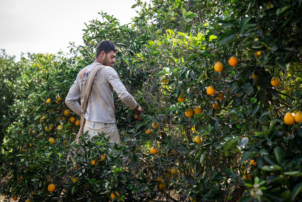 Funcionário terceirizado participa da colheita de laranjas no pomar de uma fazenda em Aguaí (SP) — Foto: Fábio Tito/g1