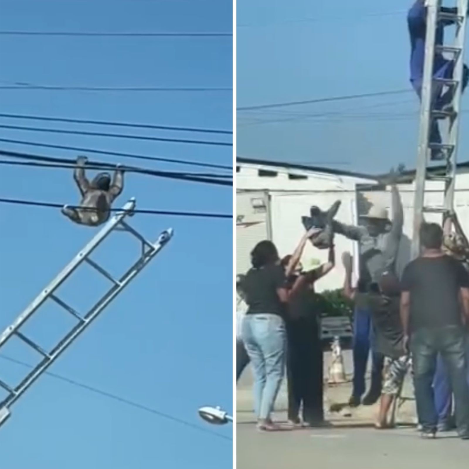 VÍDEO: Preguiça faz 'acrobacia' em fio de poste até ser resgatada em Maceió