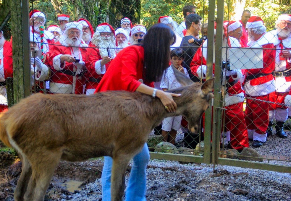 Fihote de rena foi apresentada aos Papais Noéis — Foto: Aldeia do Papai Noel / Divulgação