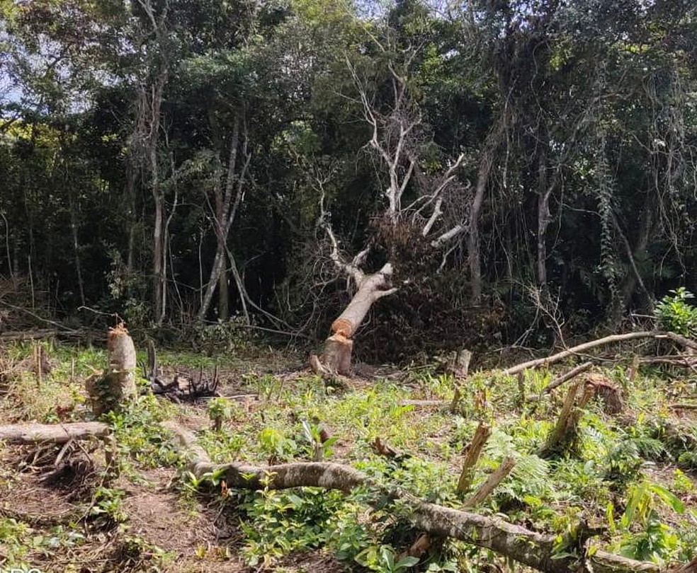 Trio foi flagrado desmatando área de proteção para construir lotes irregulares em Praia Grande, SP — Foto: Divulgação/Prefeitura de Praia Grande