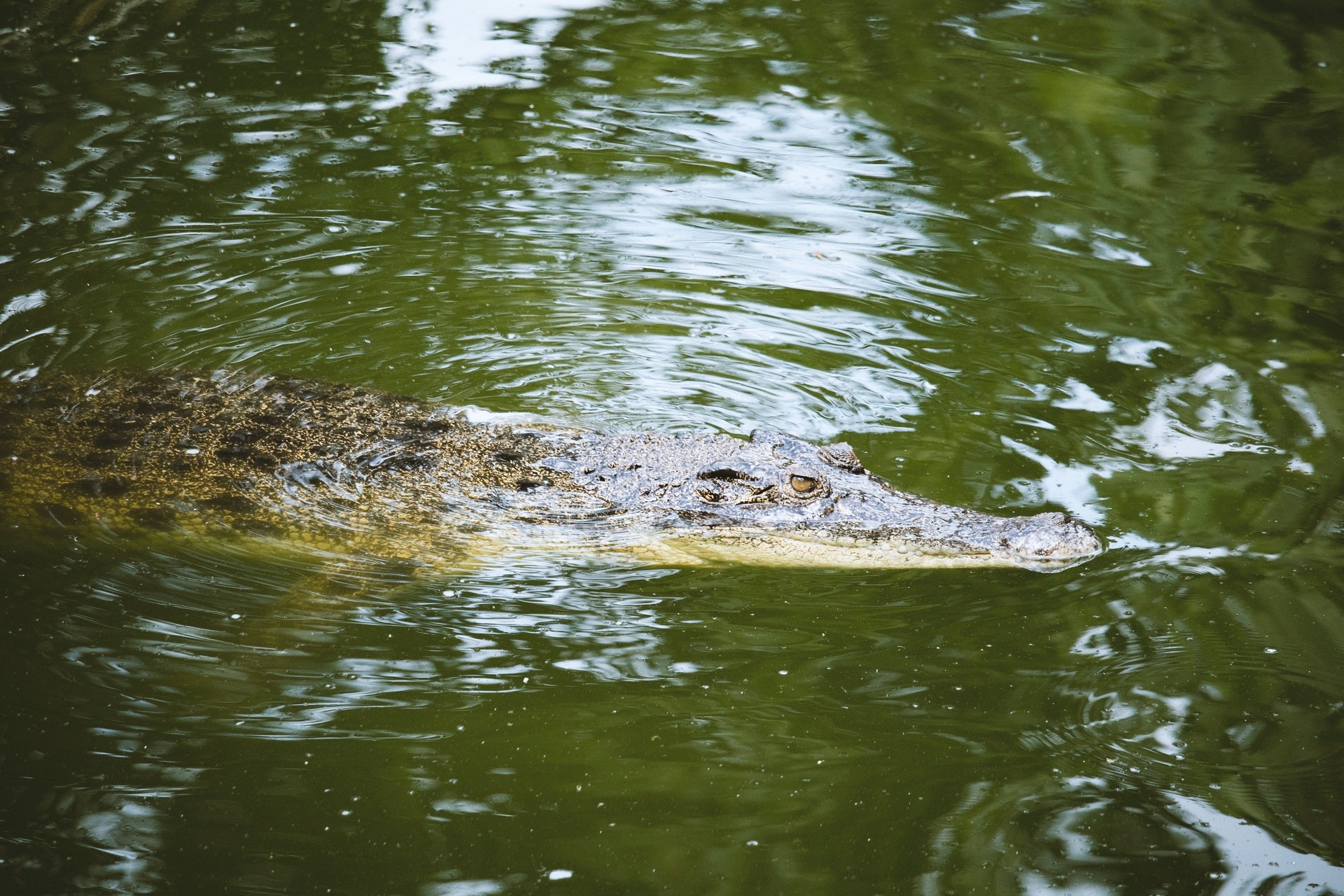 O homem pulou para salvar o menino do canal, que tinha crocodilos (Foto: Aldo Picasso/ Pexels)