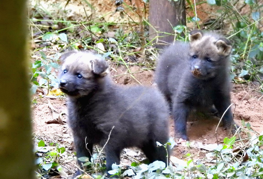 Os dois filhotes de lobo-guará nasceram no início do mês e devem ficar por um ano no Zoo de Bauru (Foto: Divulgação / Zoo-Bauru)