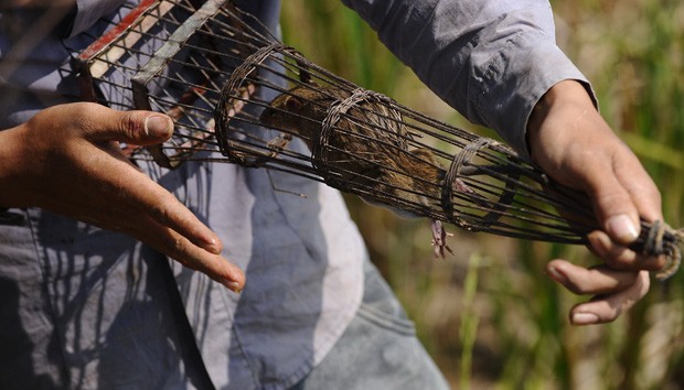 G1 - Agricultores matam rato de 1 metro que aterrorizava cidade chinesa -  notícias em Planeta Bizarro