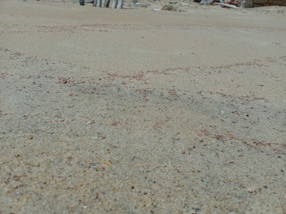Ibama investiga surgimento de larvas de camar&otilde;es mortas no litoral Norte do RN &mdash; Foto: Reprodu&ccedil;&atilde;o