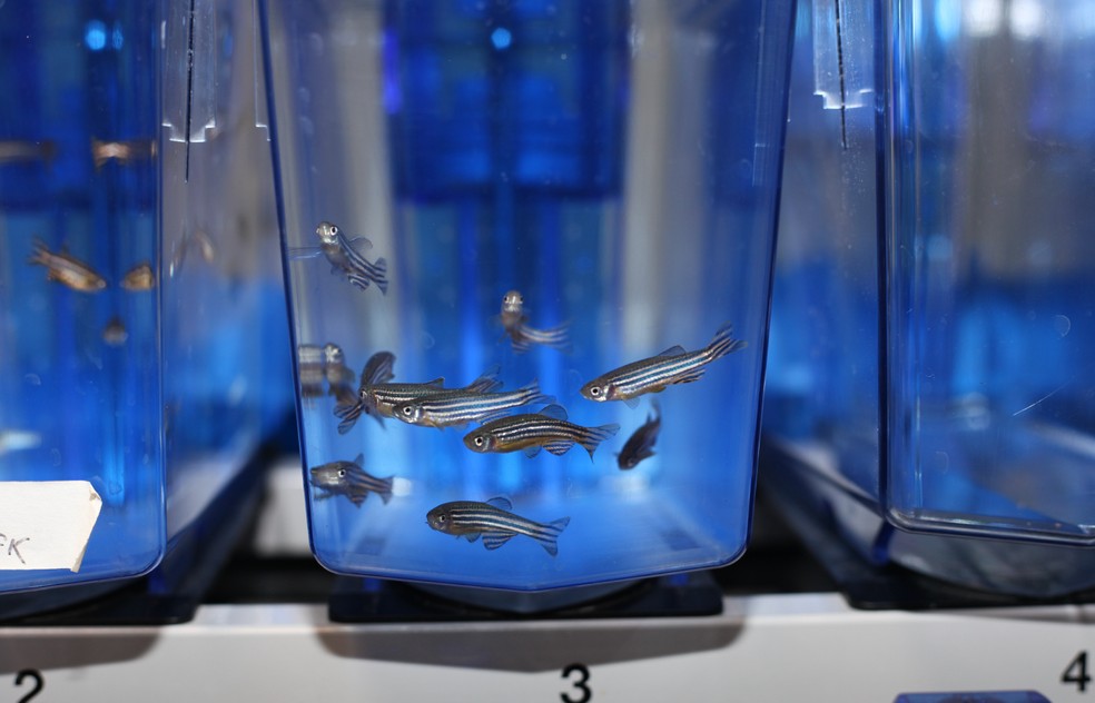 Semelhança genética, fácil manejo e análises não invasivas tornam o zebrafish ideal para pesquisas: avanços — Foto: Instituto Butantan/Divulgação