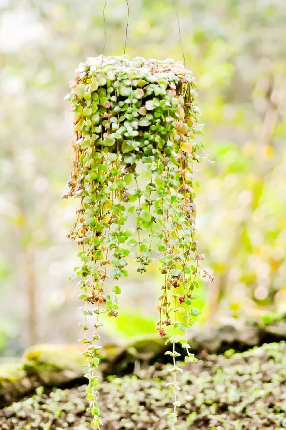 Plantas pendentes: 10 espécies para ter em casa | Paisagismo | Casa Vogue