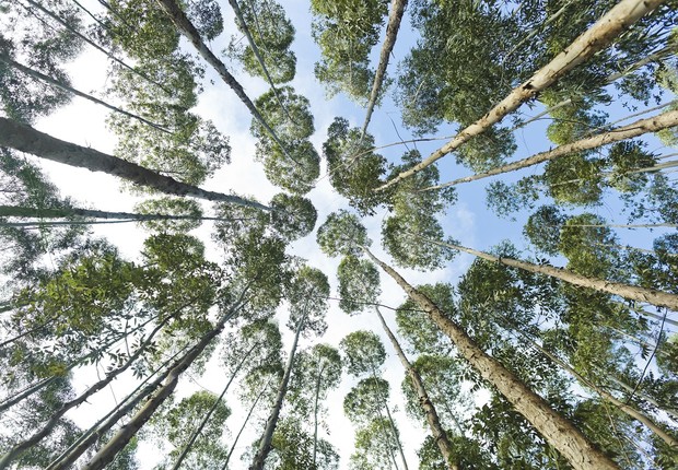 Eucaliptos trangênicos criado pela Futuragene, da Suzano Papel &amp; Celulose. Angatuba - Brasil - Floresta - Meio Ambiente - Verde - Ãrvore (Foto: Claus Lehmann / Editora Globo)