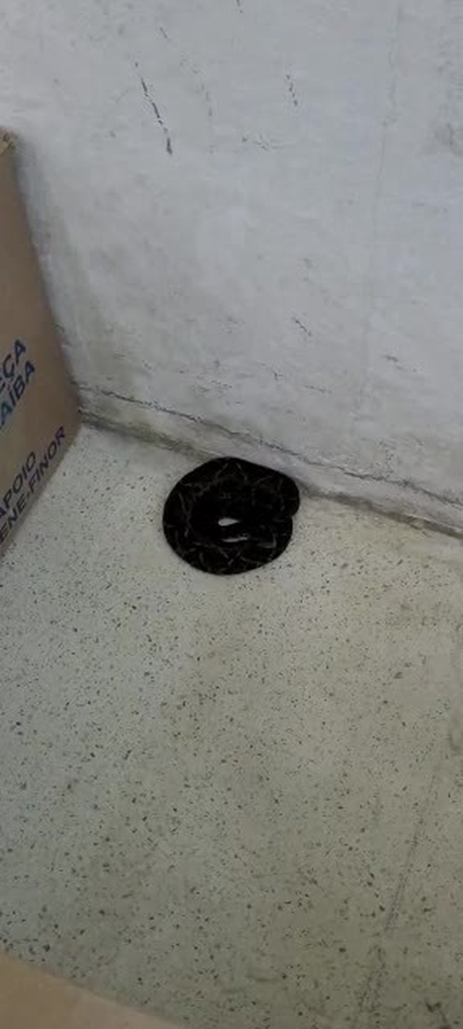 Cobra venenosa Jararacuçu é encontrada dentro de empresa por funcionária