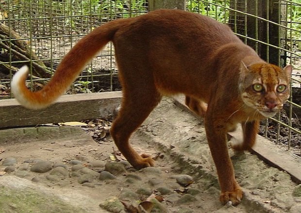 Apenas 12 animais da espécie Catopuma badia já foram capturados para estudo (Foto: Jim Sanderson / Wikimedia Commons / CreativeCommons)