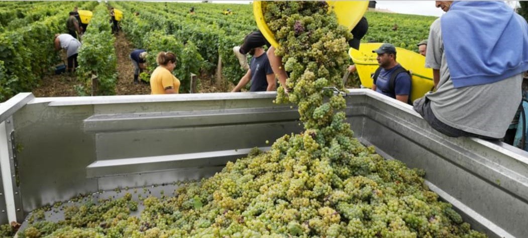 Na tradicional região vinícoal de Bordeaux, calor levou à antecipação da colheita de uva (Foto: Reprodução/ Associated Press)
