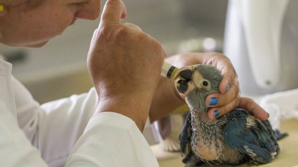 Animais são considerados frágeis e de reprodução difícil, o que complica sua reintrodução na natureza (Foto: Leonardo Milano)