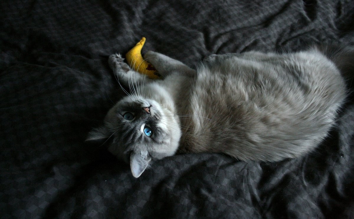 A banana pode ser oferecida aos gatos em quantidades pequenas, como uma rodela de 1,5 cm (Foto: Unsplash/ Line Kjær Christensen/ CreativeCommons)