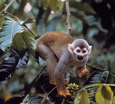 Macacos-aranha do Brasil vivem na Amazônia e correm risco de