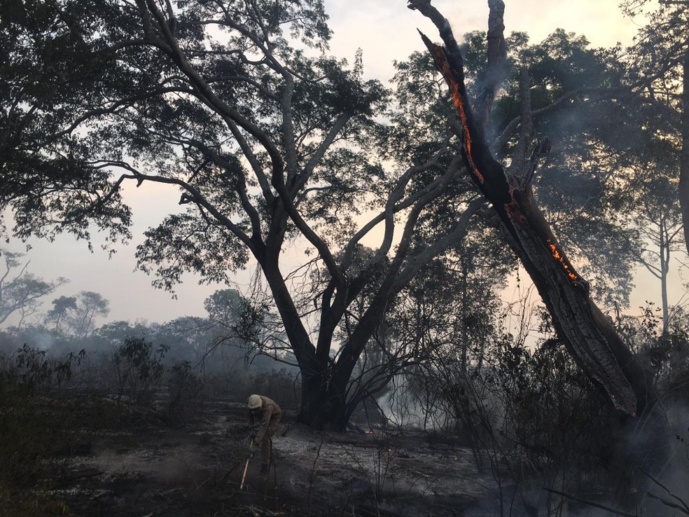 Vegetação queimada em Corumbá; árvore está em chamas — Foto: Corpo de Bombeiros/Divulgação