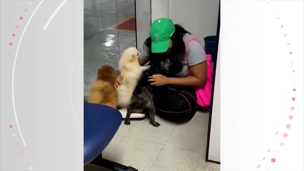 VIDÉO: Des chiennes volées sont sauvées par la police et «célébrent» lorsqu’elles retrouvent leur mentor à Maceió |  Alagoas