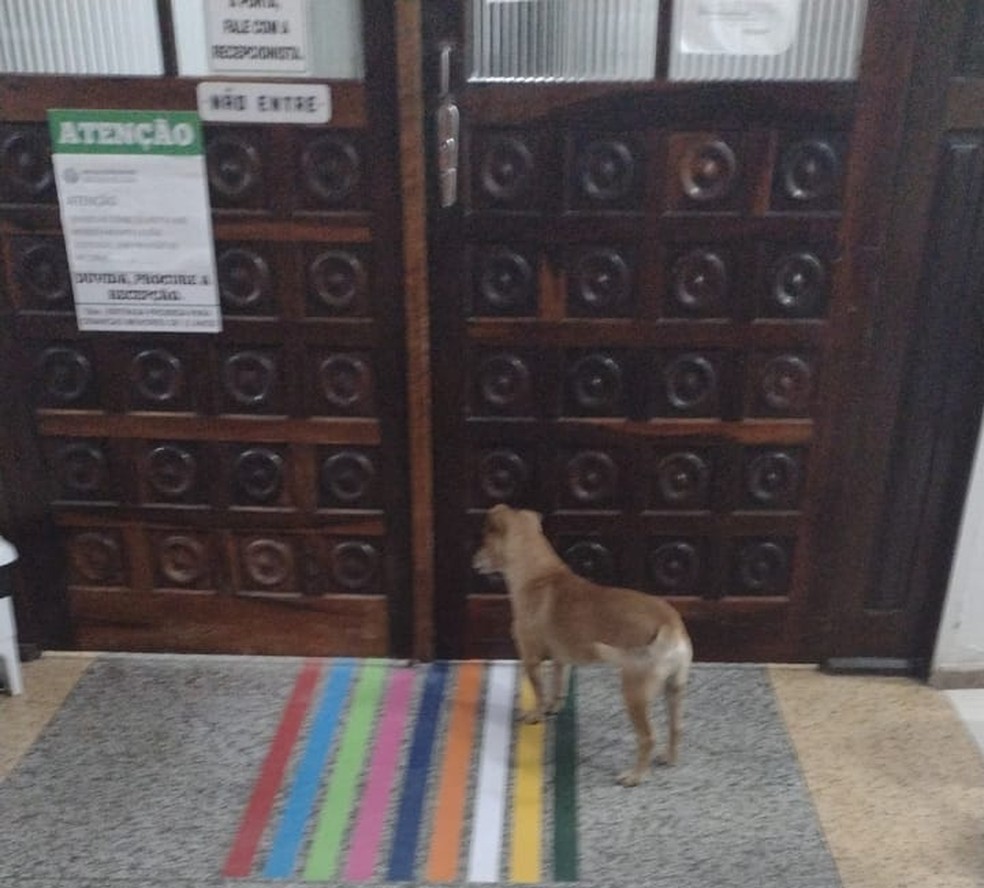 Cão na porta do hospital em Morro da Fumaça — Foto: Clênio Borges/Arquivo pessoal