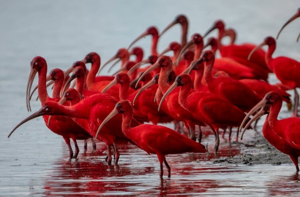 Guara E Simbolo De Iniciativas De Preservacao No Litoral Do Parana Terra Da Gente G1 Guaramiranga, já está em transformação com o grupo pássaro vermelho no comando do seu airton e a solidariedade dos. guara e simbolo de iniciativas de