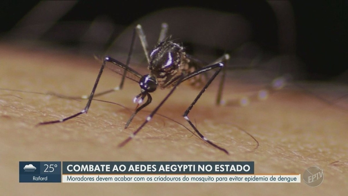 Saúde de Campinas faz alerta para aumento e gravidade de casos de novo tipo de dengue