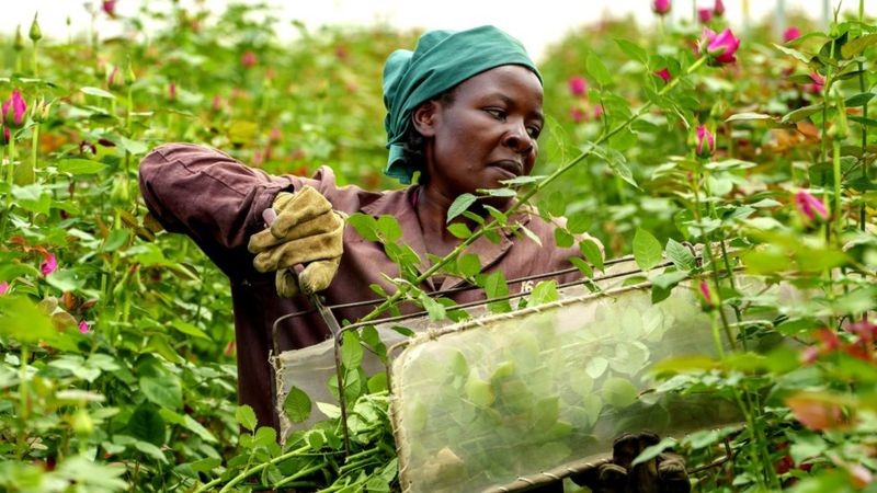 Quênia tem condições favoráveis para exploração comercial de flores (Foto: Jeroen Van Loon via BBC News)