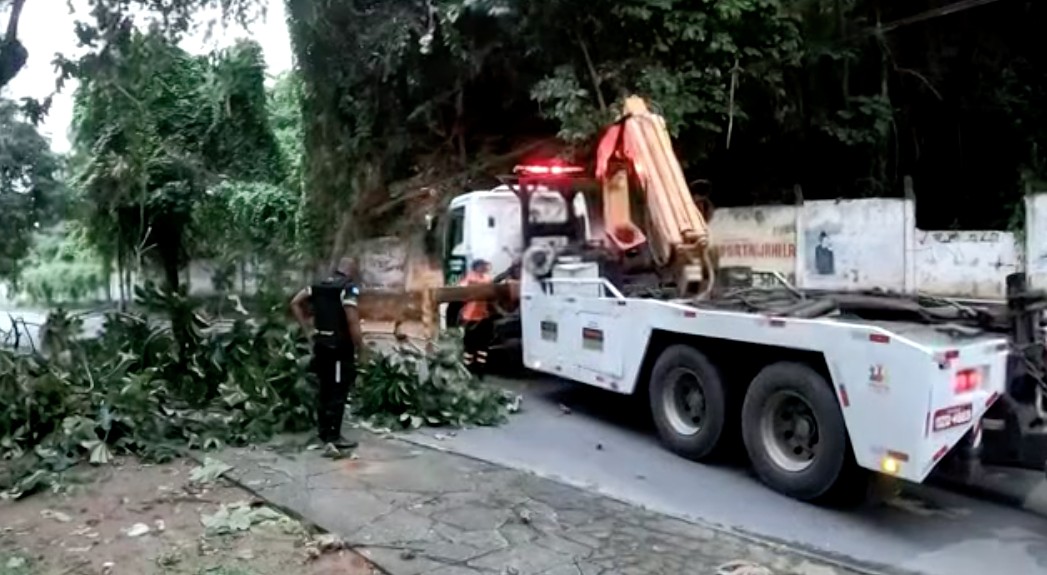 Ventos fortes derrubam árvores em Salvador; capital teve rajadas de até 35 km/h