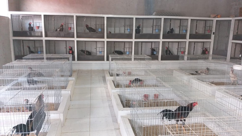Policia Flagra Rinha De Galo E Resgata 200 Animais Em Situacao De Maus Tratos Em Pacaraima Rr Roraima G1