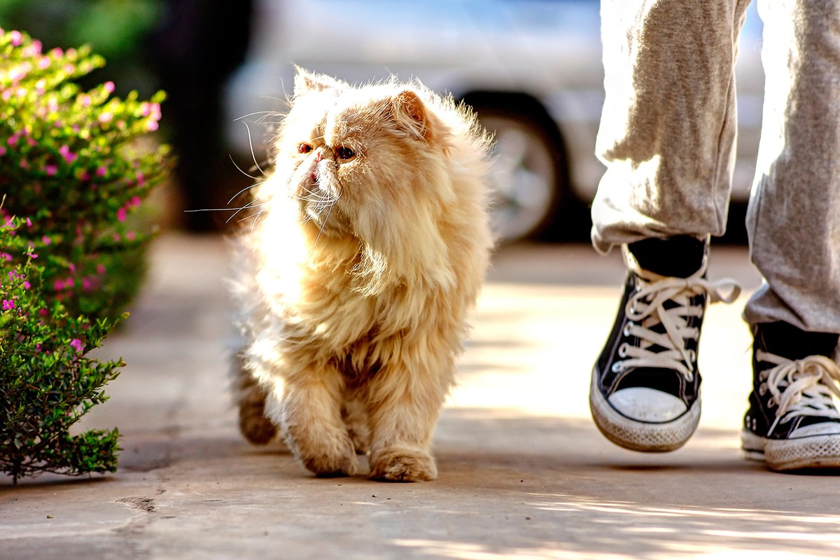Não é preciso usar sapatinhos ou outros protetores na hora de passear com o pet, basta escolher um horário mais fresco (Foto: Flickr/JiKang Lee/CreativeCommons)
