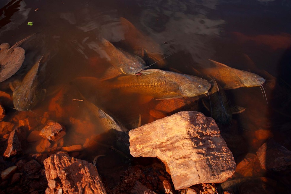Peixes se acumulam às margens do rio em busca de oxigênio.  — Foto: Guilherme Ambrosio/Arquivo Pessoal