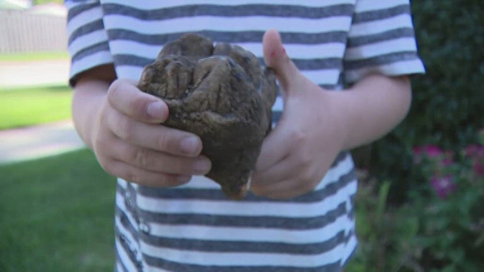 Dente de mastodonte encontrado no Michigan por um garoto de 6 anos — Foto: Reprodução/NBC