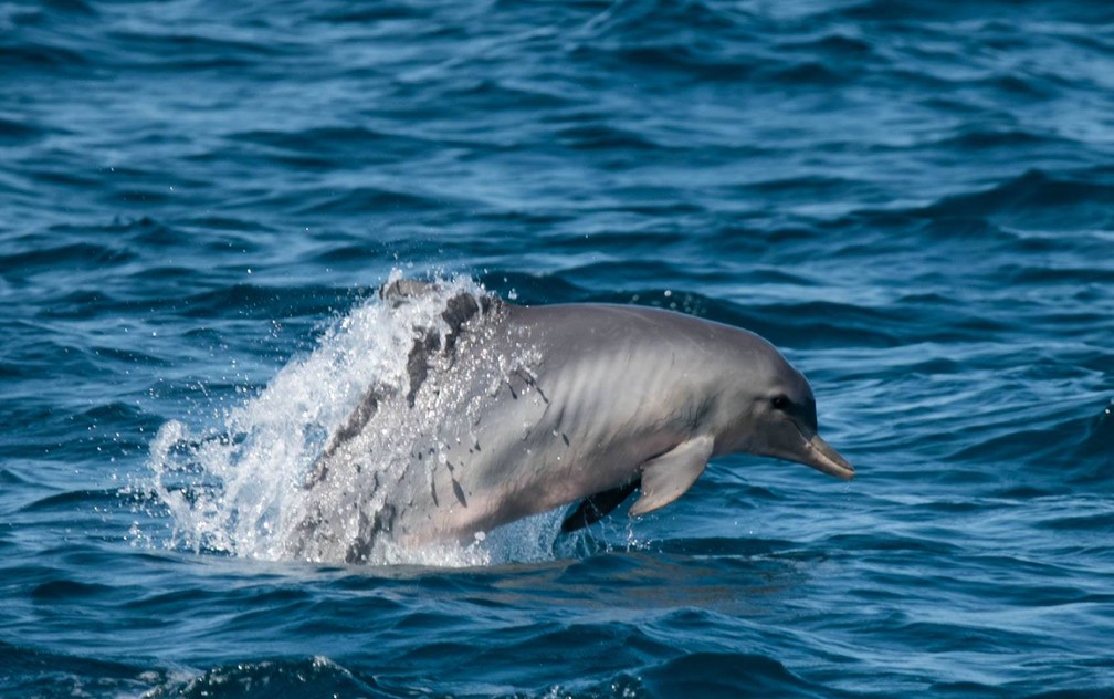 Grupo de golfinhos é flagrado em Ilhabela, no litoral norte de São Paulo;  veja fotos | Vale do Paraíba e Região | G1