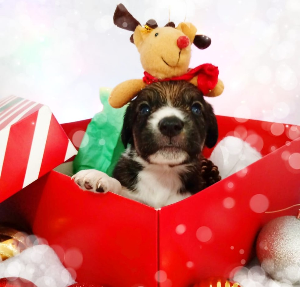 ONG faz ensaio de Natal com filhotes de cães para incentivar adoção de pets  no interior de SP | Itapetininga e Região | G1
