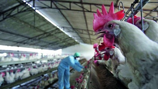 Bolívia relata surtos de gripe aviária altamente patogênica 
