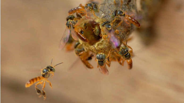 abelha-sem-ferrao-jardim-botanico (Foto: Jardim Botânico do Rio)