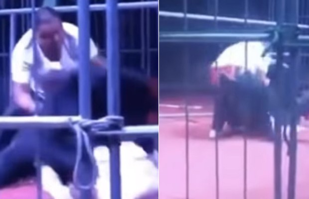Urso de 200 quilos ataca treinador durante show em circo chinês (Foto: Reprodução )