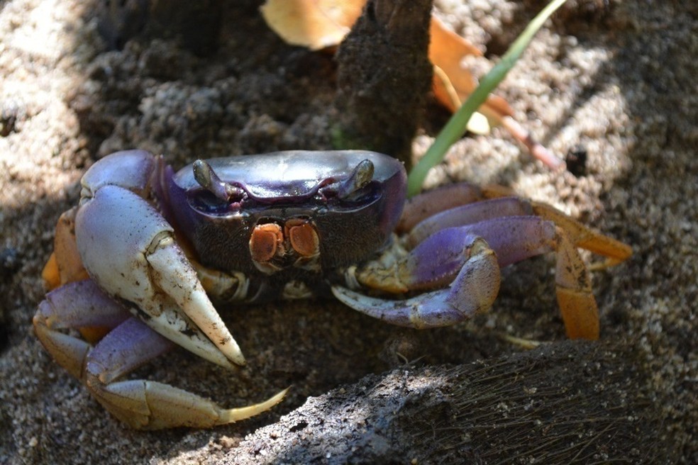 Guaiamuns estão na lista de animais marinhos em risco de extinção no Brasil (Foto: Débora Crispim/CPRH)