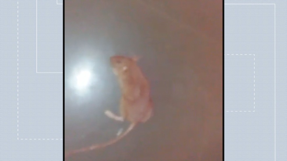 Rato morto por paciente no Hospital Regional de Taguatinga (Foto: Arquivo Pessoal/Reprodução)